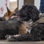 Two dogs are lying on the floor. The foreground dog is a curly-haired black and gray service dog wearing a harness labeled "Service Dog." The background dog, with a straight coat and pointed ears, is wearing an American flag patch. Both dogs are on leashes.