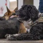 Two dogs are lying on the floor. The foreground dog is a curly-haired black and gray service dog wearing a harness labeled "Service Dog." The background dog, with a straight coat and pointed ears, is wearing an American flag patch. Both dogs are on leashes.