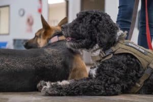 Two dogs are lying on the floor. The foreground dog is a curly-haired black and gray service dog wearing a harness labeled "Service Dog." The background dog, with a straight coat and pointed ears, is wearing an American flag patch. Both dogs are on leashes.