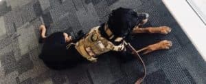 A black and tan dog wearing a tactical vest lies on a gray carpeted floor, gazing out through a window. The dog appears calm and attentive, with a leash attached to its vest.