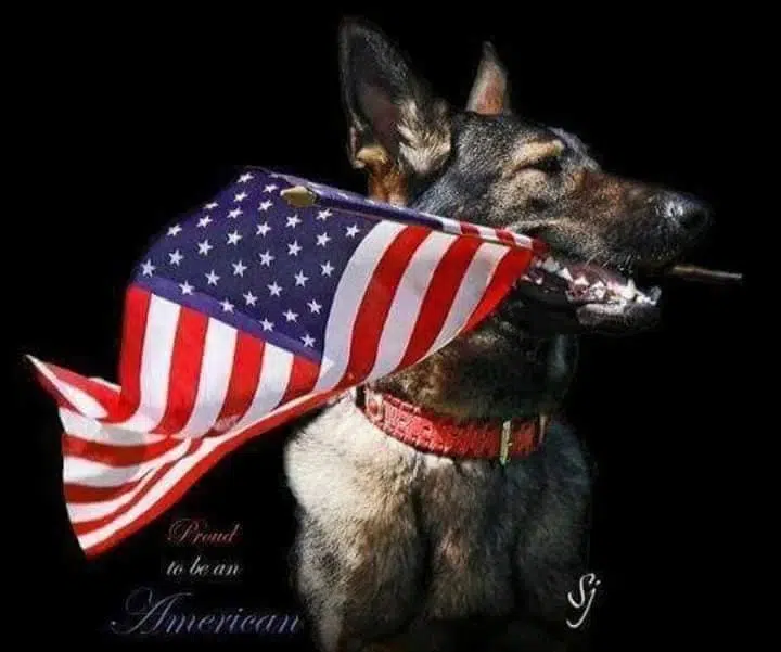 A German Shepherd dog wearing a red collar holds a fluttering American flag in its mouth against a black background. The text "Proud to be an American" is written in cursive near the bottom left corner.