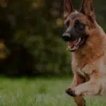 A German Shepherd with a black and tan coat is energetically running through a grassy field with a blurred backdrop of trees. The dog looks alert and happy, with its mouth slightly open and its ears perked up.