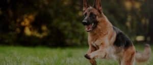 A German Shepherd with a black and tan coat is energetically running through a grassy field with a blurred backdrop of trees. The dog looks alert and happy, with its mouth slightly open and its ears perked up.