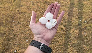 A person with a black wristwatch on their left hand holds three white cotton bolls against a background of dry grass.