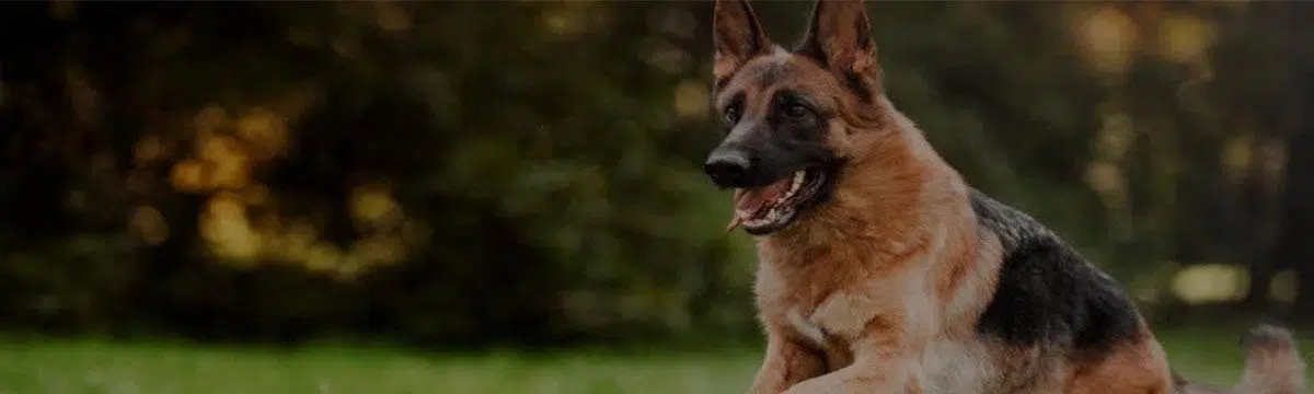 A German Shepherd with a black and tan coat is lying on a grassy field with a forested background, looking alert and happy.