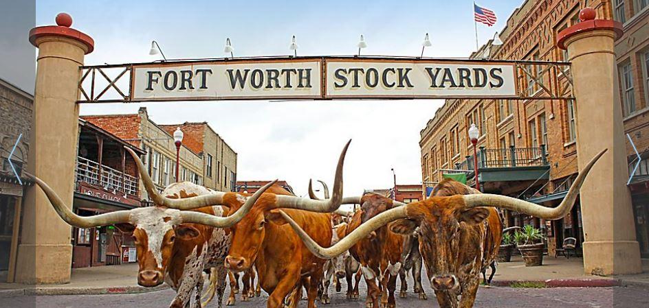 A herd of longhorn cattle is being driven down a brick street under an archway that reads "Fort Worth Stock Yards." The street is lined with historic buildings, and the U.S. flag is visible in the background.